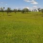 Fazenda para Venda com 300 hectares em Jardim-MS