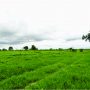 Fazenda com 15.000 hectares no Mato Grosso