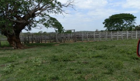 Fazenda para venda com 1.963 hectares na beira do rio Miranda